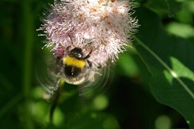 Hummel im Abflug