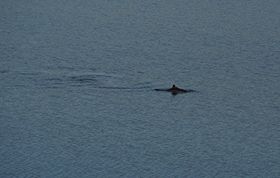 Ein Schweinswal im Fjord