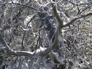 Insektenkunst oder Parasitenbefall?