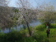 Gespinstmotten am Ufergehölz