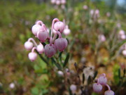 Rosmarinheide (Andromeda polifolia)