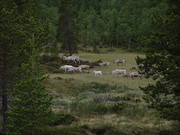 Fliehende Rentierherde