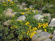 Sumpfdotterblume (Caltha palustris)