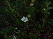 Moltebeerblüte (Rubus chamaemorus)