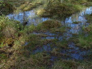 Waldboden mit Wollgras
