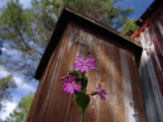Rote Lichtnelke (Silene dioica)