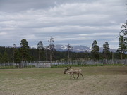 Rentier in der Fanganlage