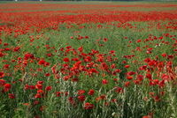 Mohnwiese (Papaver rhoeas) in der Abendsonne