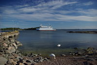 Höckerschwanfamilie am Fähranleger