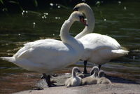 Höckerschwanfamilie