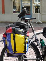 Besuch von der Nebelkrähe (Corvus Corone Cornix)