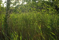 Abendsonne im Schilf