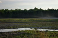 Gänseherde im Feuchtgebiet